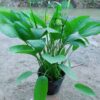 Bách Thủy Tiên Mẫu 001-1