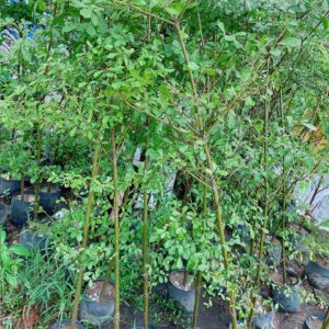 Bàng Đài Loan Mẫu 001-1