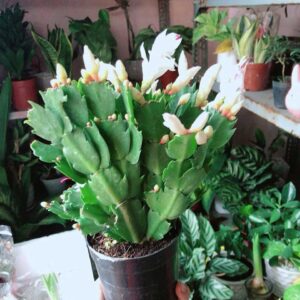 Cây Càng Cua - Tiểu Quỳnh Mẫu 001-1