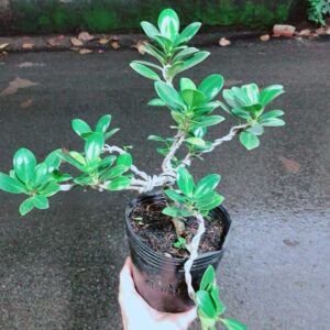 Cây Da Nhật Bonsai Mẫu 001-2
