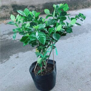 Cây Dành Dành Mẫu 001-1