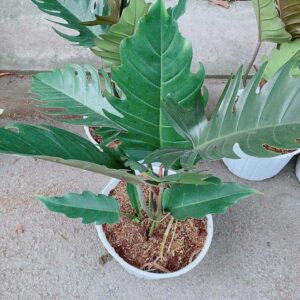Cây Karameo Mẫu 001-1