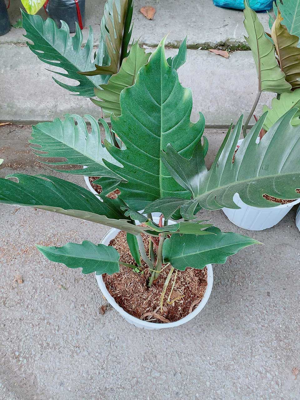 Cây Karameo Mẫu 001-1