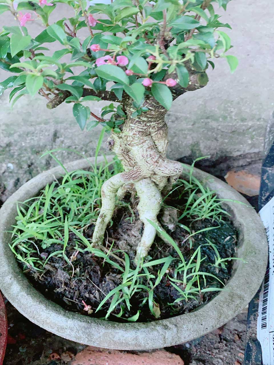 Cây Ngọc Mai Mẫu 001-1