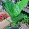 Cây Thần Tài 75 Mẫu 001-1