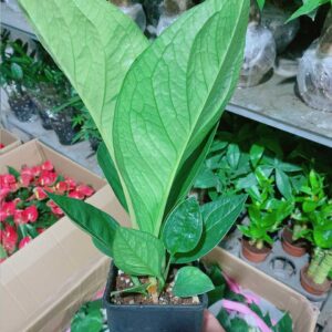 Cây Thần Tài 75 Mẫu 001-2