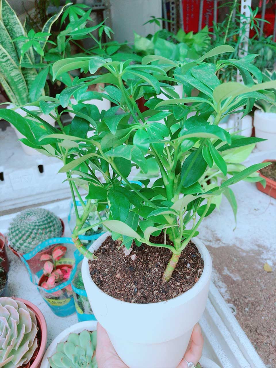 Chậu Ngũ Gia Bì Để bàn Mẫu 001-1