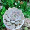 Chậu Sen Đá Tím Mẫu 001-1