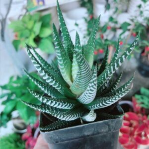 Móng Rồng Mẫu 001-2