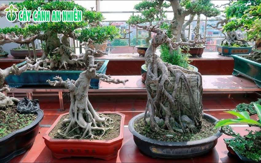 Tại Sao Mọi Người Tại Thích Chơi Cây Cảnh Bonsai Nhung dieu ma cac ban se nhan duoc khi trong va cham soc cay canh bonsai