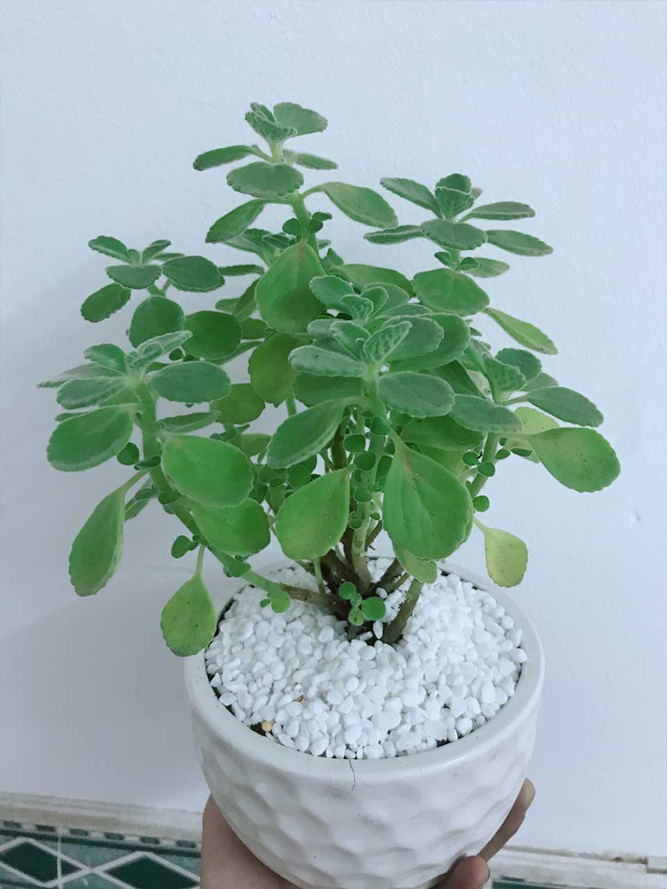 Sen Thom Nhat Mat Huong Mau 001-1