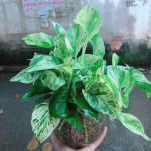 Trầu Bà Đế Vương Xanh Mẫu 001-1