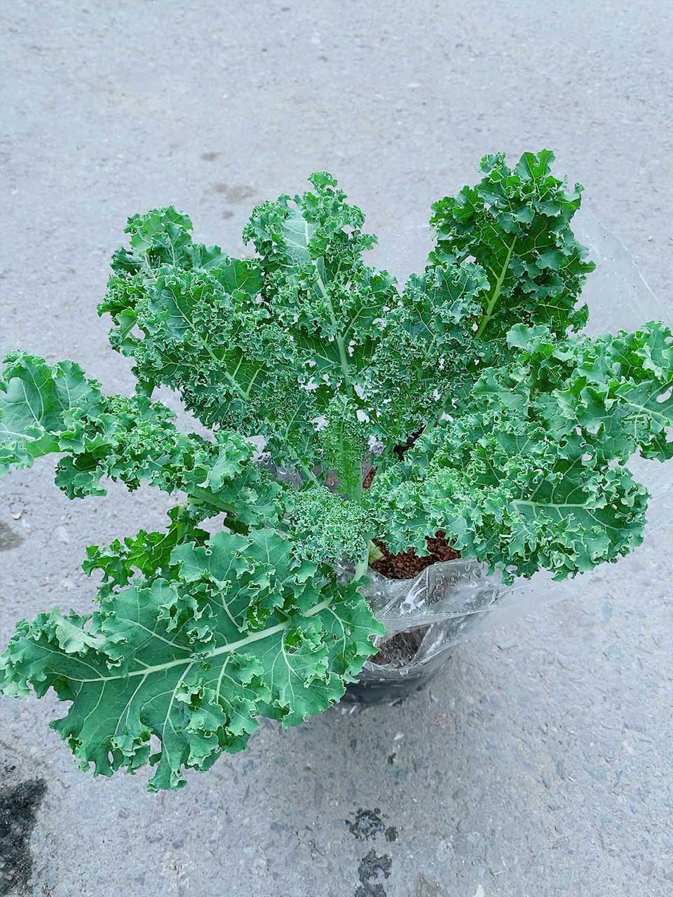 cai-kale-001-1 Cải Kale Mẫu 001-1