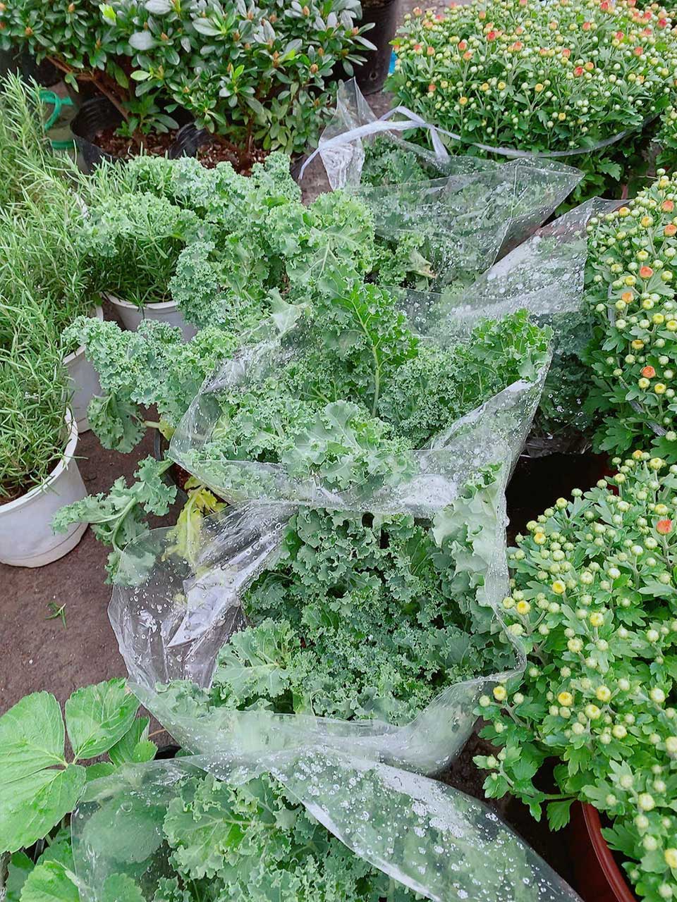 cai-kale-001-2 Cải Kale Mẫu 001-2