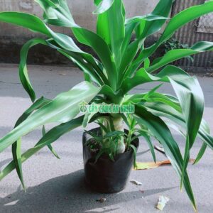 cay-dai-tuong-quan-01-6