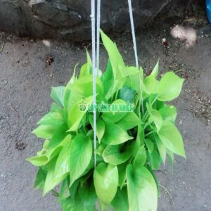 cay-trau-ba-thai-vang-5
