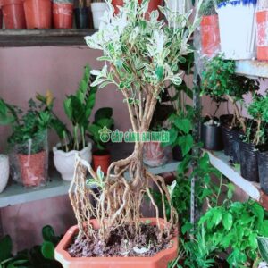 Cay-bach-tuyet-mai-2