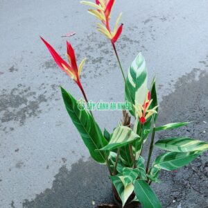 Chuối Mỏ Két Cẩm Thạch Chuoi-mo-ket-cam-thach-2