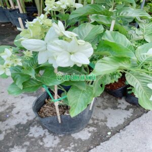 buom-dem-trang-1
