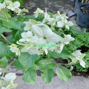 buom-dem-trang-5