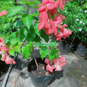 cay-buom-hong-50cm-2