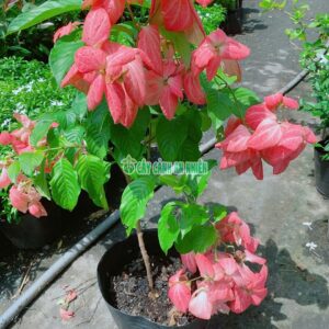 cay-buom-hong-50cm-4