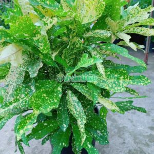 cay-co-tong-la-mau-2
