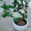 cay-da-nhat-bonsai-2