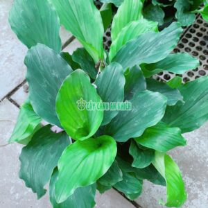 Cây Địa Liền Cao 35cm cay-dia-lien-2