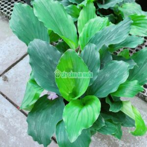 Cây Địa Liền Cao 35cm cay-dia-lien-4
