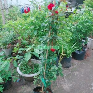 cay-hoa-hong-leo-2