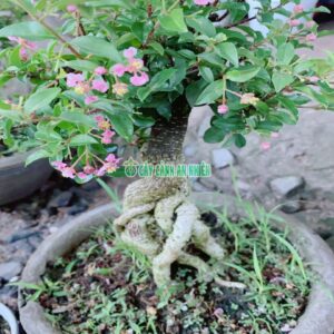 cay-hong-ngoc-mai-bonsai-lon-7