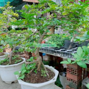 cay-kim-quyt-bonsai-5