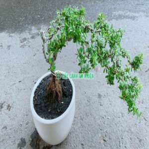 cay-linh-sam-bong-tim-86-5