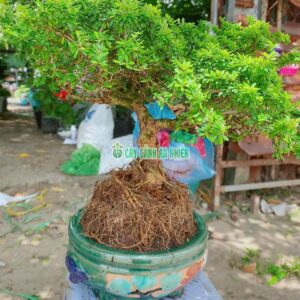 Chậu Cây Linh Sam Hạt Gạo ĐK 20cm cay-linh-sam-hat-gao-2