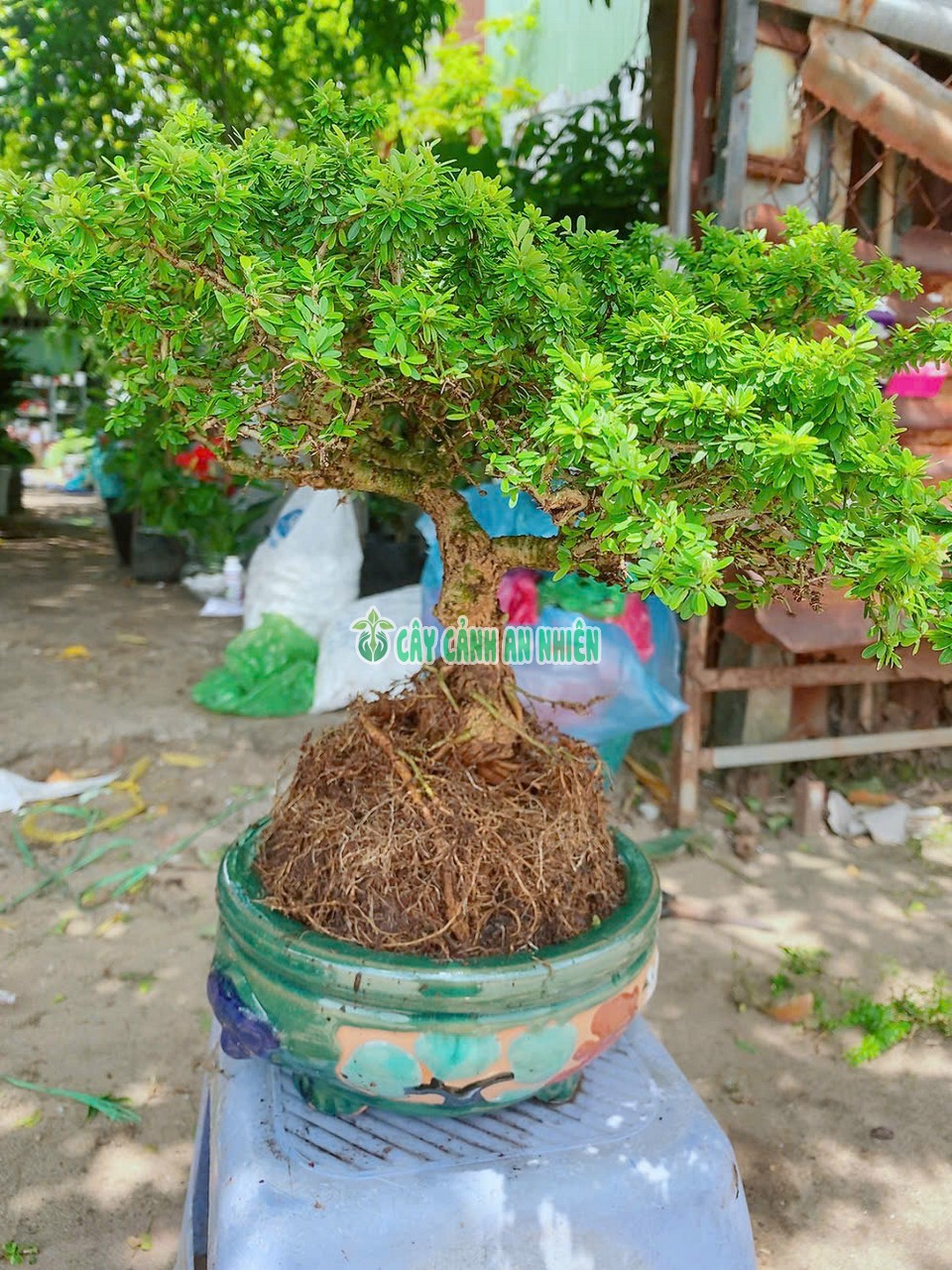 cay-linh-sam-hat-gao-2 cay-linh-sam-hat-gao-2