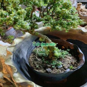 cay-linh-sam-hat-gao-30cm-1