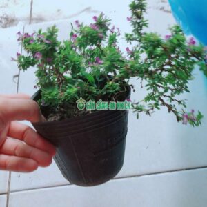 cay-linh-sam-hat-gao-mini-5