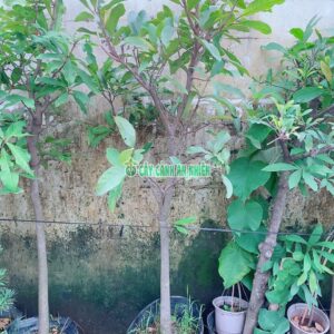 cay-loc-vung-4