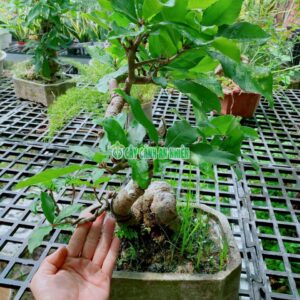 cay-loc-vung-bonsai-4