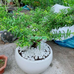 cay-mai-chieu-thuy-3
