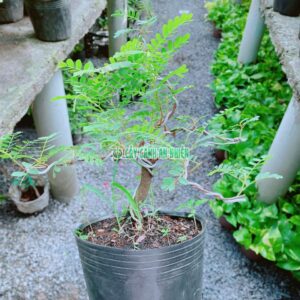 cay-me-bonsai-1
