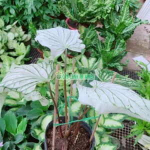 cay-mon-kieng-trang-3