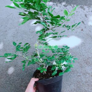 cay-nguyet-que-bonsai-2