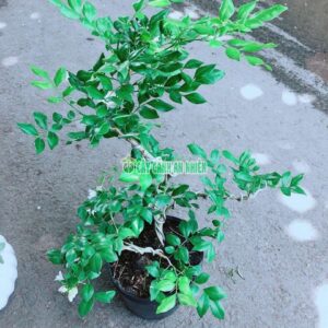 cay-nguyet-que-bonsai-3