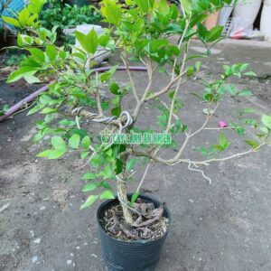 cay-nguyet-que-bonsai-4