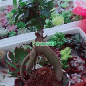 cay-si-nhat-bonsai-3