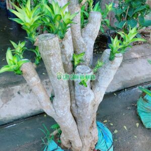 cay-thiet-moc-lan-phat-tai-1