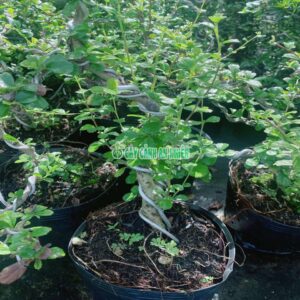 cay-tra-phuc-kieng-4