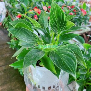 cay-trau-ba-kim-cuong-thuy-canh-2
